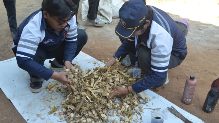 Mahasiswa Undip Latih Petani, Sulap Limbah Jagung Jadi Pakan Alternatif