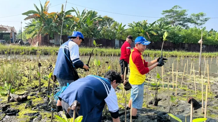 Edukasi dan Tanam Mangrove, Tim KKN Undip Ajak Warga Denasri Kulon Lindungi Pesisir