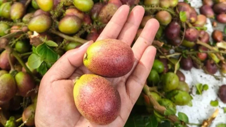 Tips Menyimpan Buah Matoa agar Tahan Lebih Lama