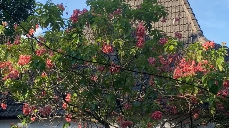 Warna Hijau Hadirkan Rasa Tenang di tengah Aktivitas