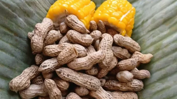 Jagung dan Kacang Rebus Sebagai Camilan Pagi Hari