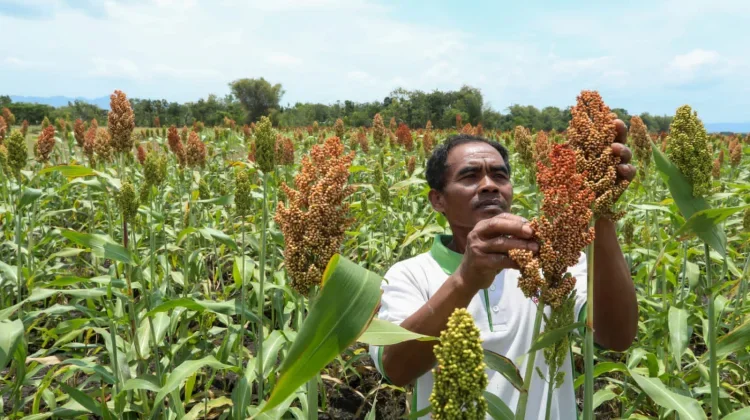 Miliki Beragam Keunggulan, Sorgum Berpotensi Perkuat Ketahanan Pangan di Jateng