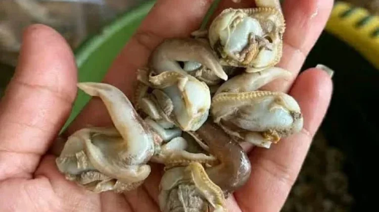 Tips Memasak Kerang Kupas agar Tetap Gurih Bernutrisi