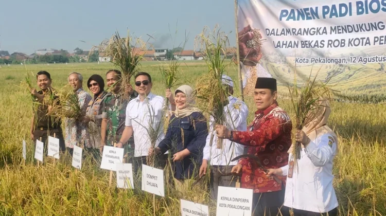 Eks Rob Disulap Jadi Sawah Produktif, BI Tegal Dorong Pekalongan Mandiri Benih Padi