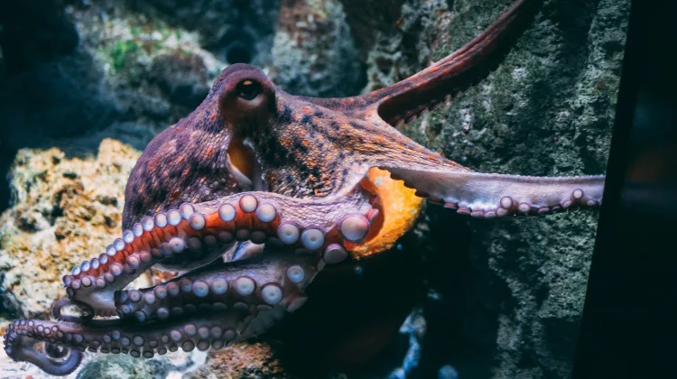 Uniknya Hewan Laut Gurita, Hewan dengan Tiga Jantung