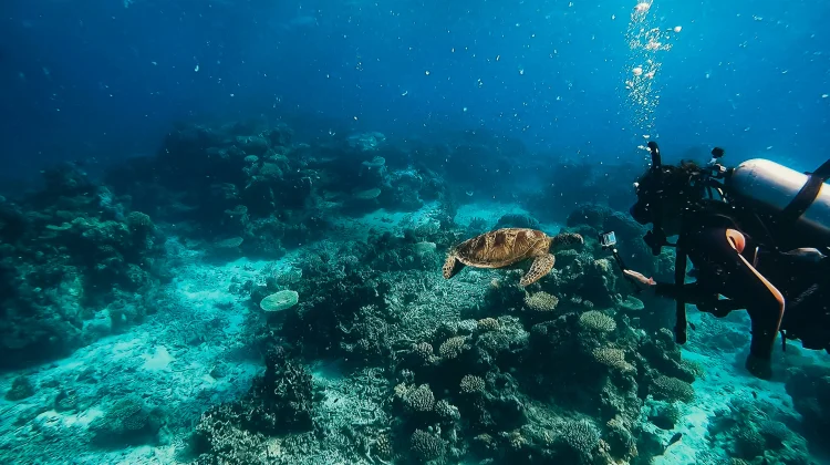 Great Barrier Reef, Terumbu Karang Raksasa dari Australia