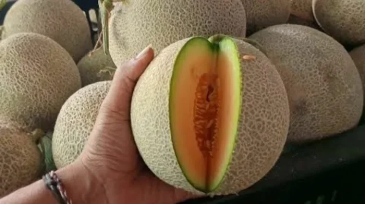 Mengenal Melon Sakata Hidroponik