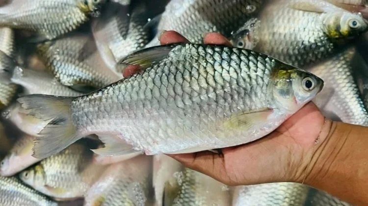 Tips Memilih Ikan Tawes Segar Berkualitas