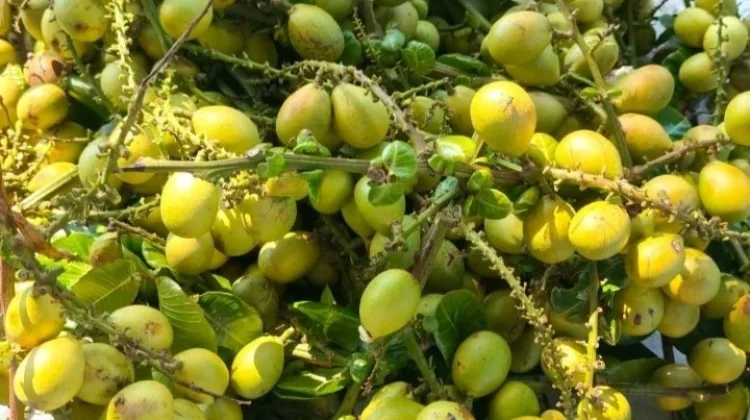 Mengenal Buah Matoa Gading