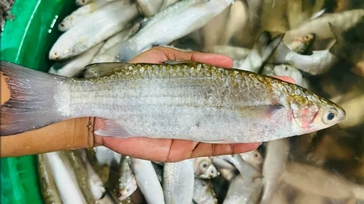 Tips Memilih Ikan Belanak Segar di Pasar