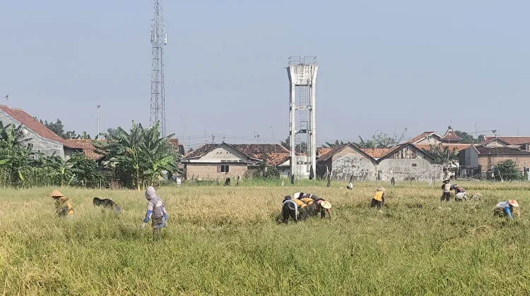Kota Pekalongan Bidik Sentra Benih Biosalin, Lahan Eks Rob Mulai Produktif
