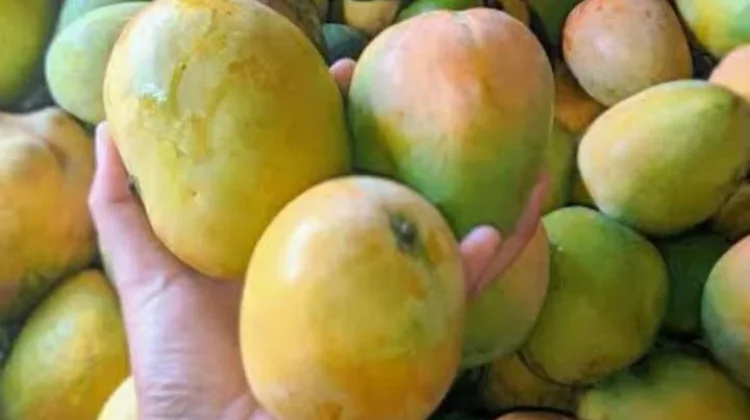Tips Memilih Mangga Kopyor Berkualitas