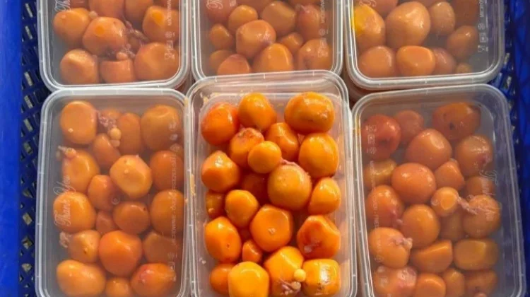 Peluang Usaha Jualan Uritan Telur Muda