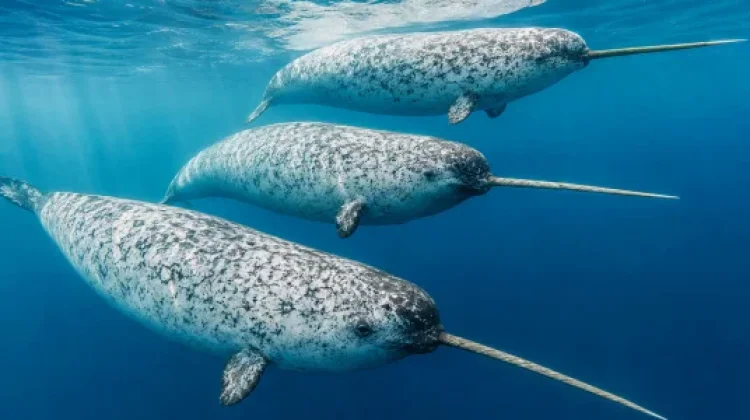 Narwhal, Paus Kutub dengan Gading seperti Unicorn Laut
