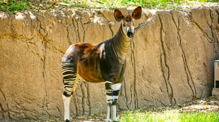 Okapi, Hewan Unik yang Dijuluki Jerapah Hutan