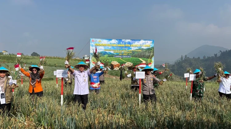 Panen Bawang Putih Tawangmangu Hasilkan 1,25 Ton , Potensinya Terus Dikembangkan