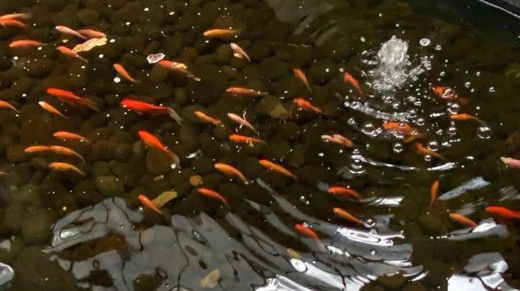 Mengapa Ikan Sering Berenang Secara Berkelompok?