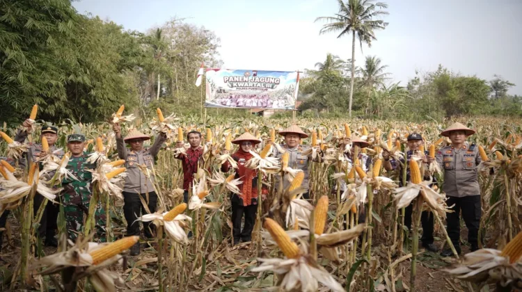 Dukung Ketahanan Pangan, Polres Purworejo Panen Raya Jagung