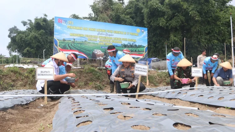 Dukung Ketahanan Pangan, Polres Semarang Tanam 7 Kuintal Bawang Putih di Getasan