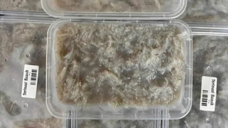 Tips Mengolah Teri Nasi Basah agar Tidak Amis