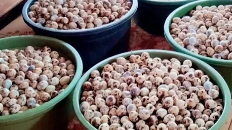 Tips Membersihkan Telur Puyuh sebelum Dimasak