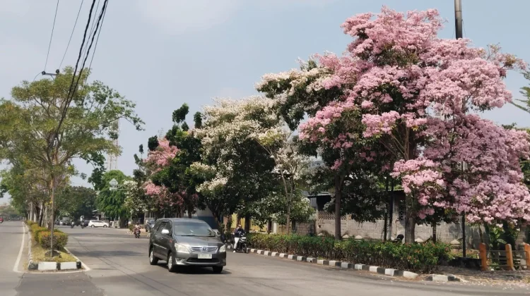 Bunga Tabebuya yang Bermekaran Percantik Jalan Madukoro