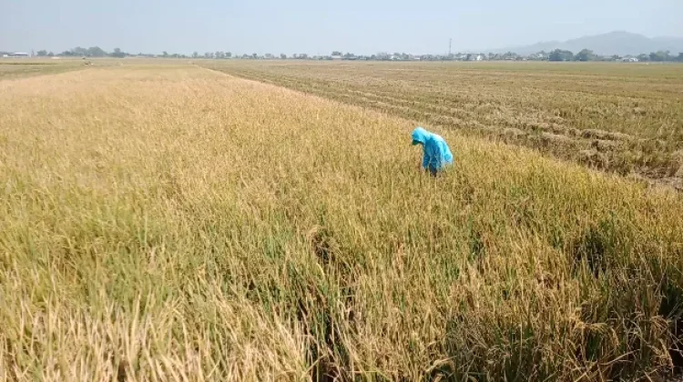 Kekeringan Ancam Ribuan Hektare Padi Milik Petani Pati