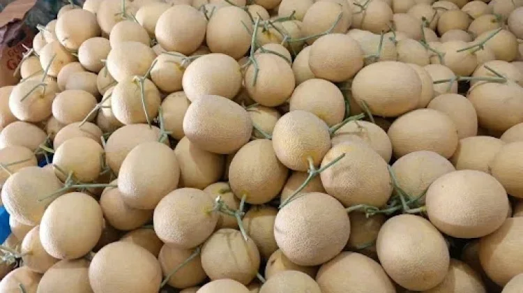 Tips Memilih Buah Melon Inthanon Hidroponik Berkualitas