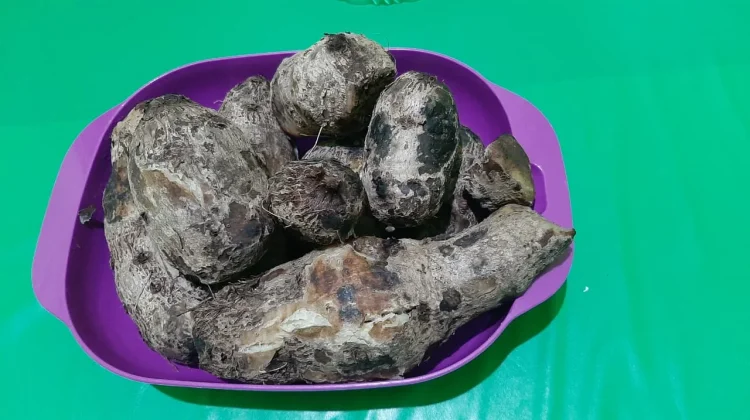 Tales Kukus: Kuliner Leluhur yang Kaya Manfaat Medis