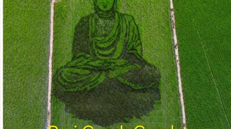 Pari Corek Sang Buddha, Karya Seni Sawah yang Bawa Pesan Cinta Kasih