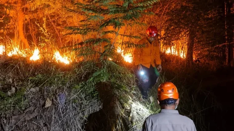 Karhutla Jateng Melonjak 700 Persen, Kemarau Ekstrem Picu Ratusan Kebakaran