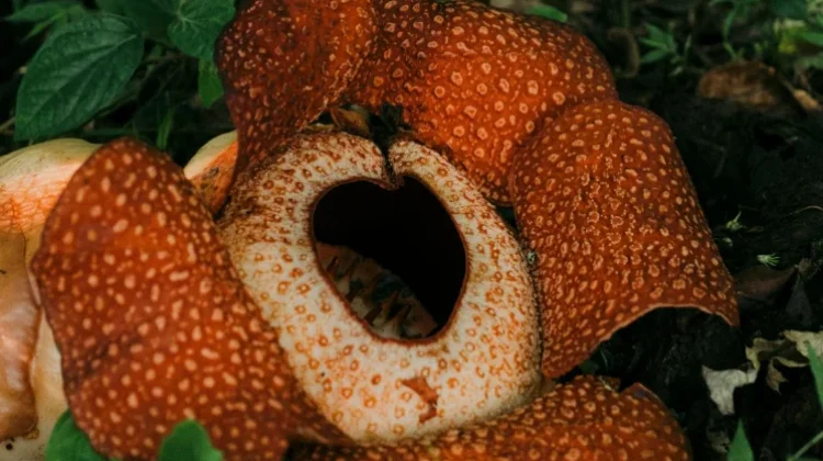 Rafflesia Arnoldii, Bunga Raksasa dengan Aroma yang Menyengat
