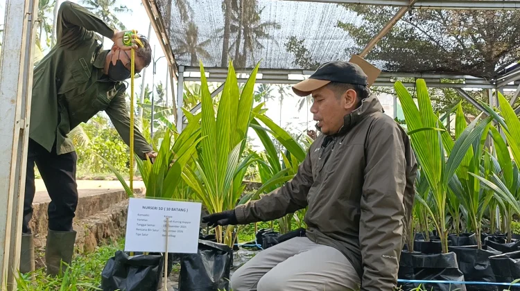 Jamin Kualitas Tanaman Petani, Nurseri Kelapa Batang Perketat Sertifikasi Bibit