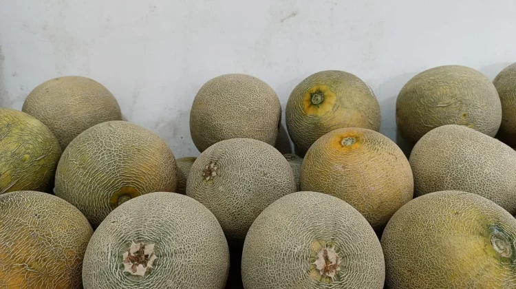 Cara Jitu Pilih Melon Manis lewat Garis Kulitnya