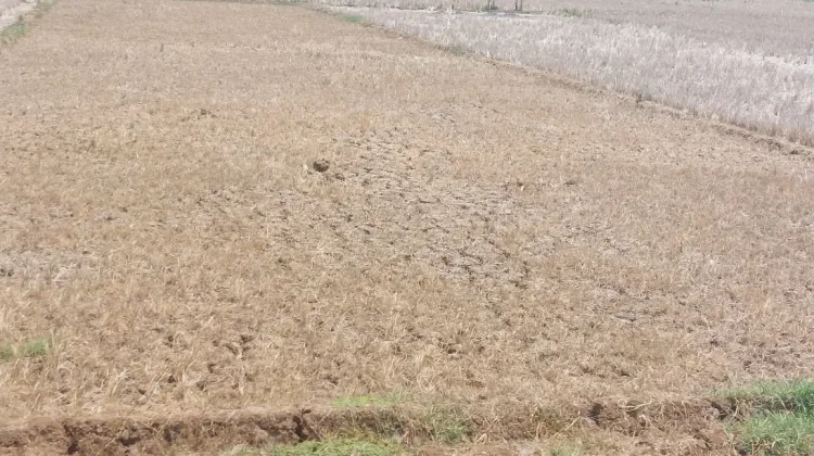 Krisis Air, 4.619 Hektare Sawah di Pati Terancam Gagal Panen