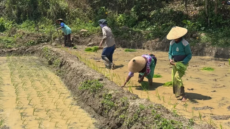 Undip Sulap Lahan Terlantar di Penggaron Jadi Sawah Modern Ramah Lingkungan