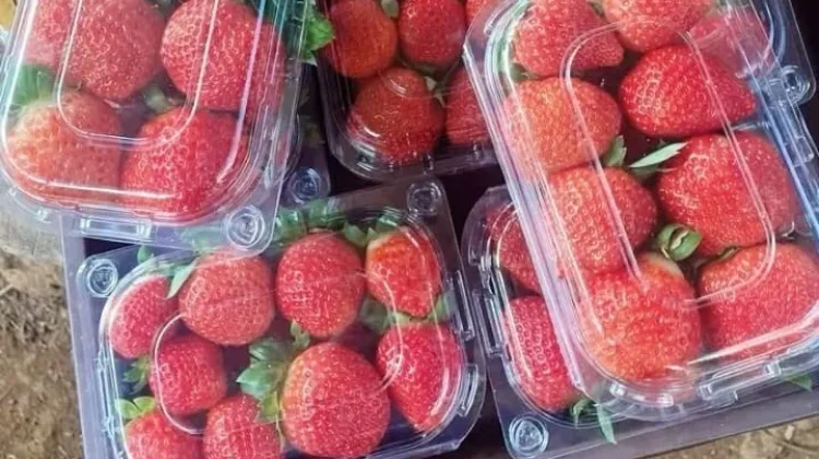 Tips Jualan Buah Strawberry Segar dalam Kemasan