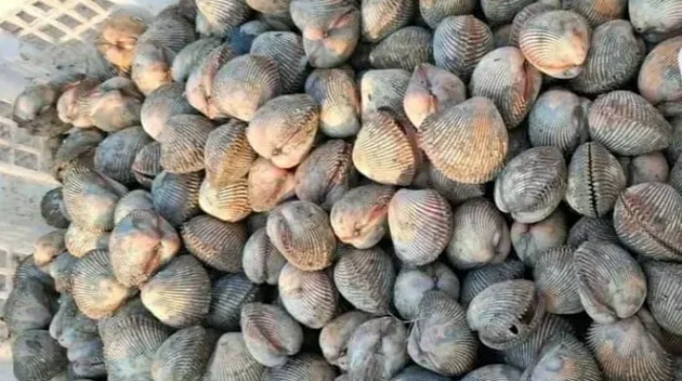 Cara Membersihkan Kerang Dara sebelum Dimasak