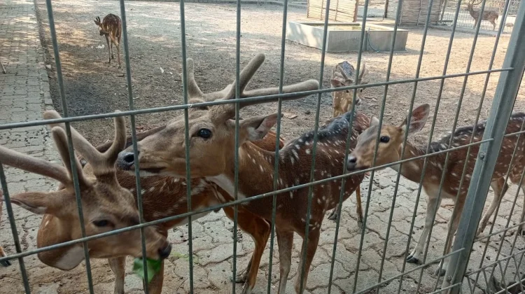 Menikmati Pantai Marina Sambil Memberi Makan Rusa
