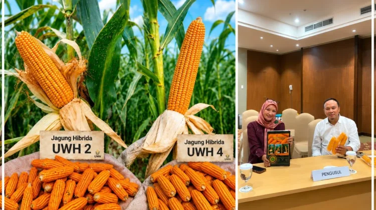Unwahas Loloskan Varietas Jagung Hibrida, Potensi Hasil Tembus 13 Ton per Tahun