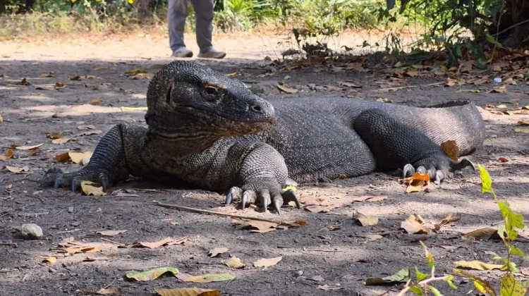 Petualangan di Pulau Komodo Nusa Tenggara Timur