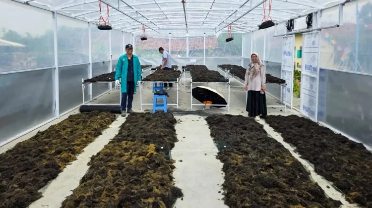 Undip Kembangkan Pengering Rumput Laut Berbasis Energi Hibrida