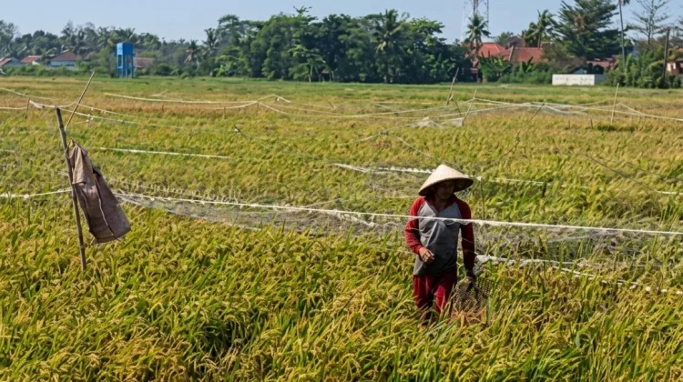 Nasib Petani Pantura, Padi Diserang Hama dan Terancam Gagal Panen