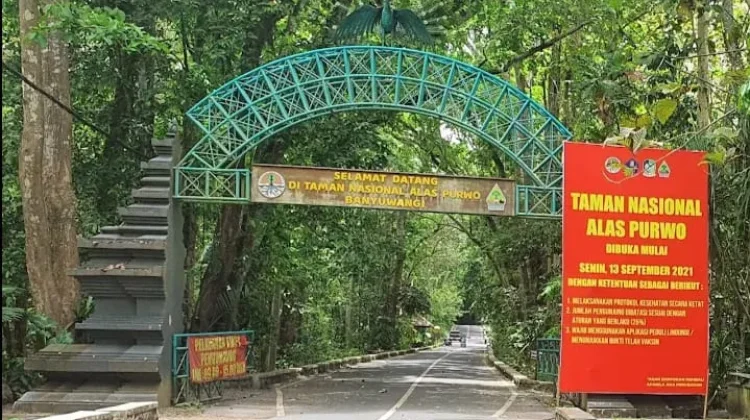 Surga Tersembunyi di Balik Gerbang Alas Purwo yang Penuh Misteri