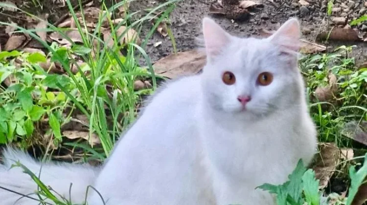 Kucing, Hewan Peliharaan yang Baik untuk Kesehatan Mental