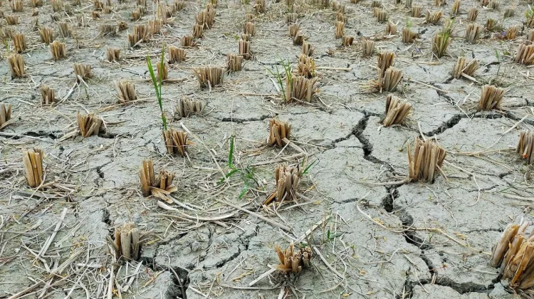 Rembang Masuk Status Awas Kekeringan, Permintaan Bantuan Air Bersih Meningkat