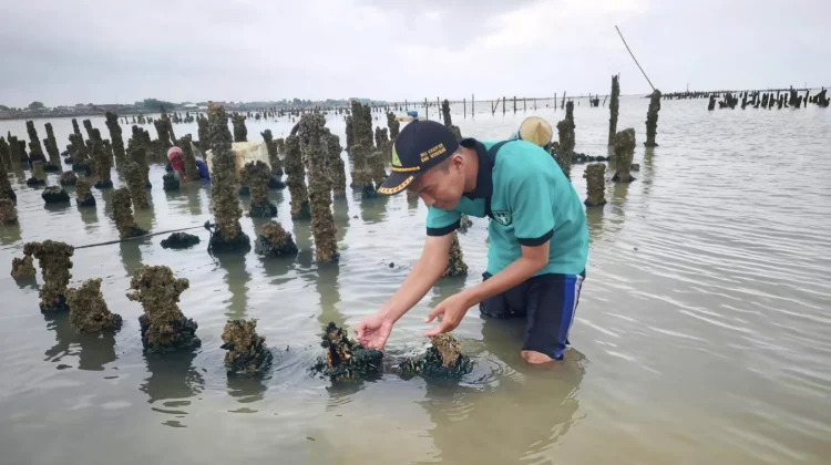 Permintaan Tinggi, Pemkab Dorong Pengembangan Budidaya Kerang Hijau di Rembang
