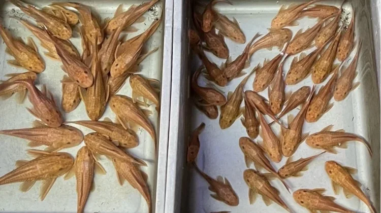 Mengenal Sapu-Sapu Albino yang Jadi Ikan Hias