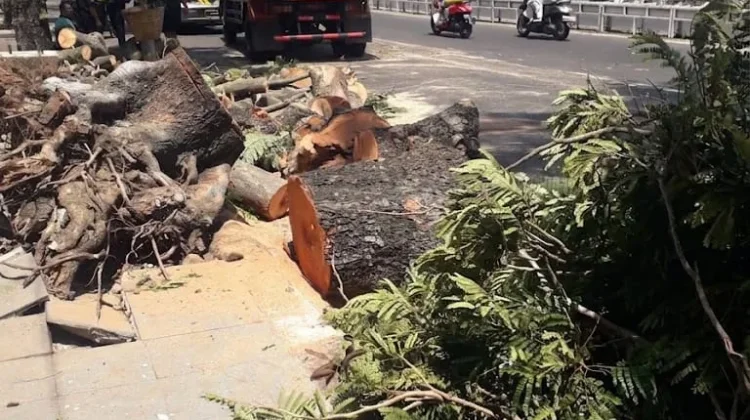 Pohon Tumbang di Jl Pandanaran Semarang, Agustina Sampaikan Permohonan Maaf