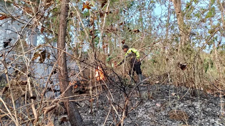 Lahan Warga Terbakar, Api Merambat ke Hutan Perhutani di Cimanggu